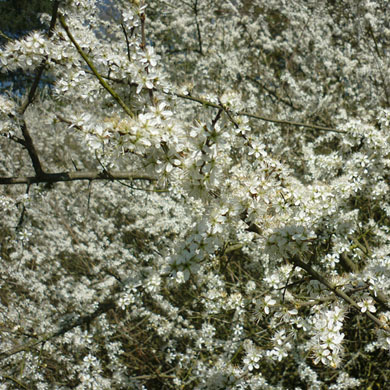 Blackthorn Hedge - Prunus Spinosa